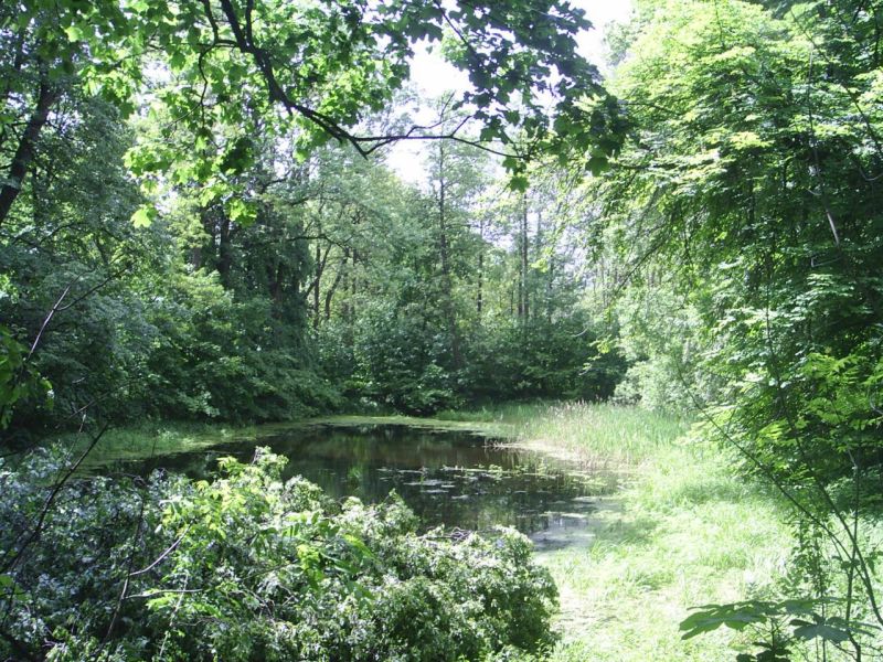 File:Międzyrzec podlaski park angielski.jpg