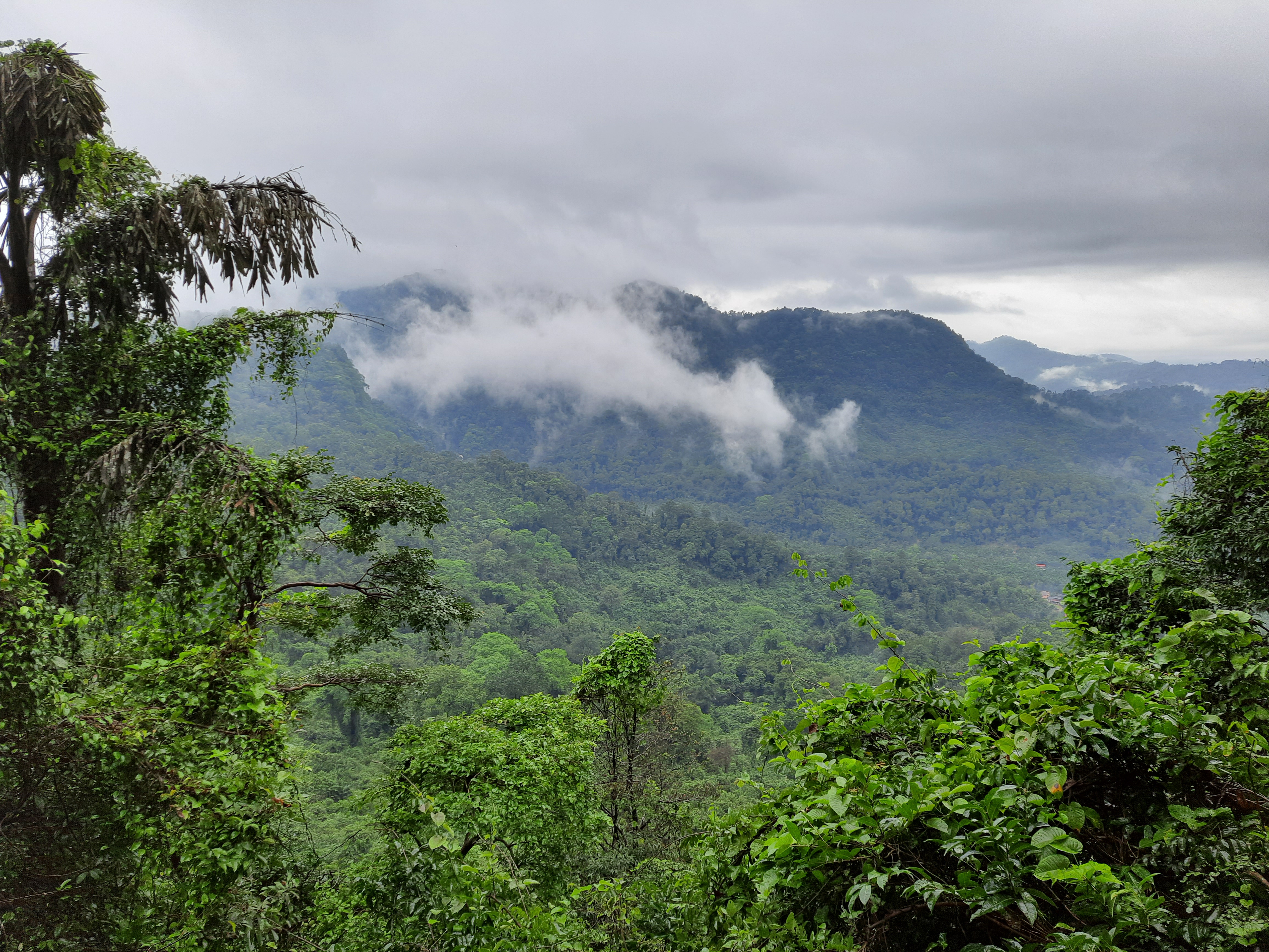 Mookambika Wildlife Sanctuary.jpg