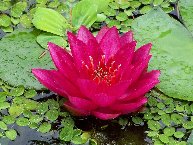 File:Nymphaea Hybride James Brydon 9560.jpg