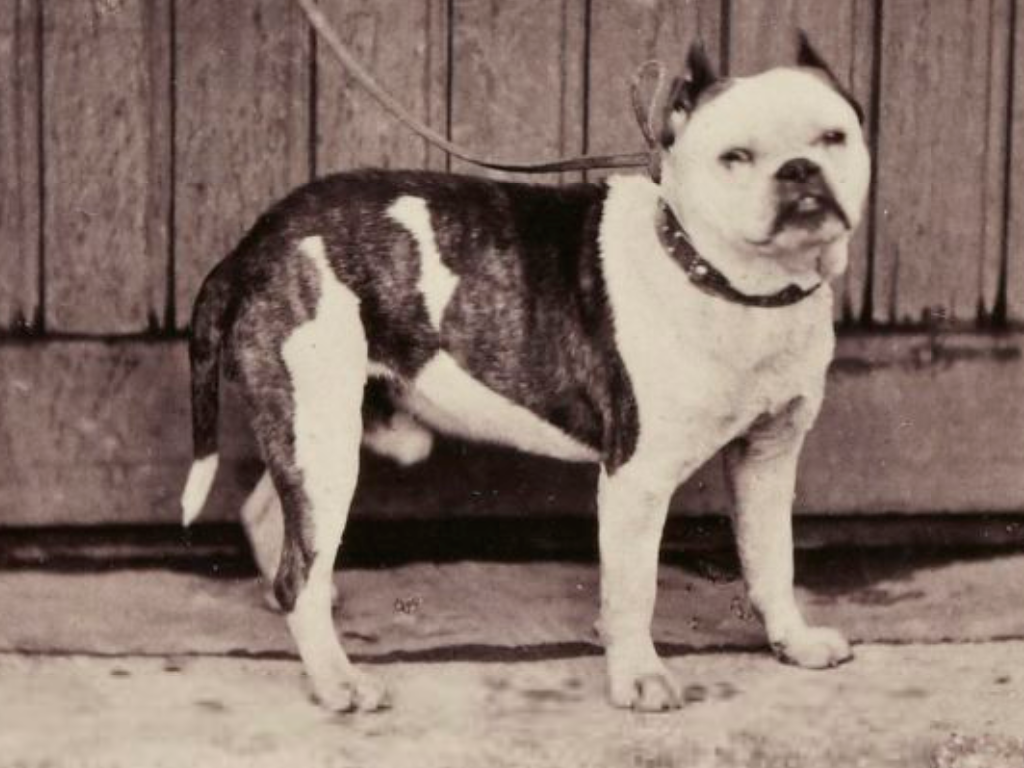 american bulldog cropped ears