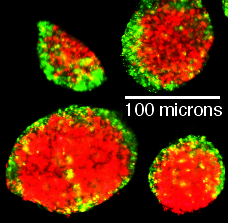 File:P19 cell sorting out.png