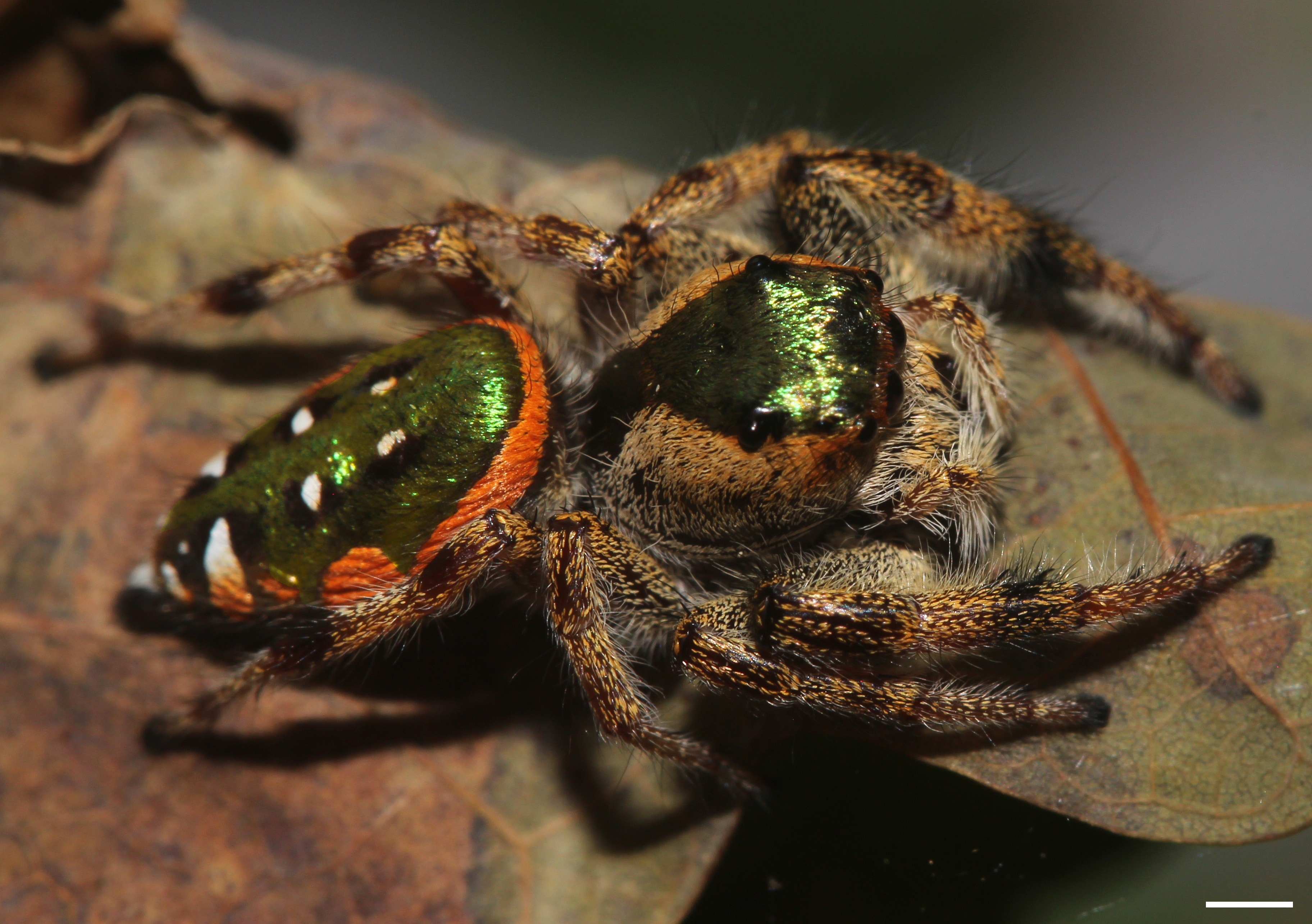 Emerald Jumping Spiders