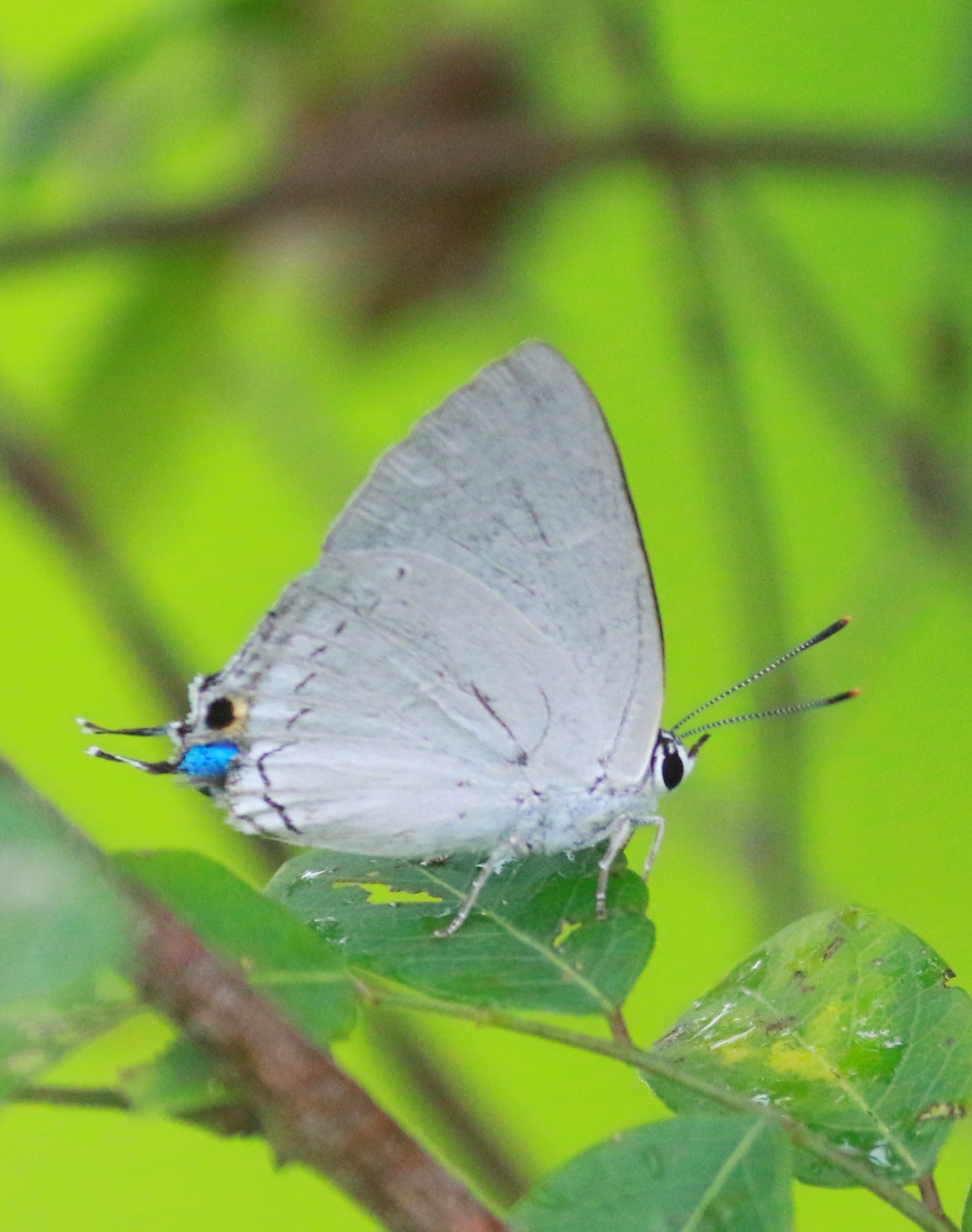 blue peacock butterfly