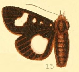 <i>Rothia</i> (moth) Genus of moths