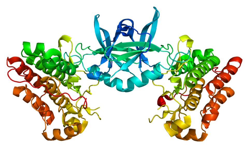 TEK tyrosine kinase - Wikipedia