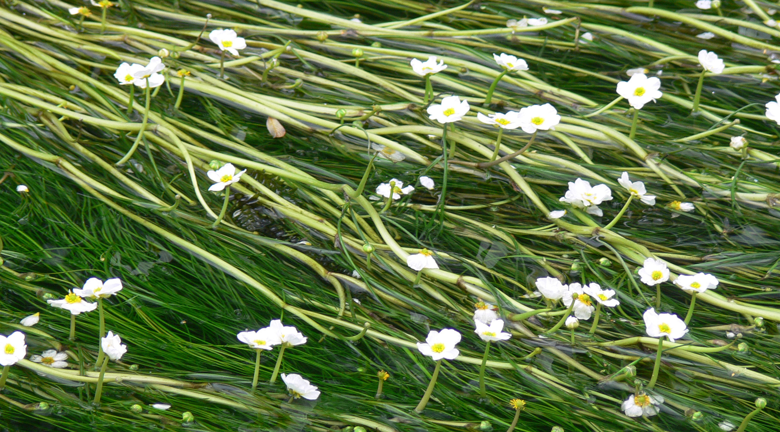 Шелковник. Лютик волосолистный. Шелковник водяной Лютик. Ranunculus penicillatus. Шелковник волосолистный.