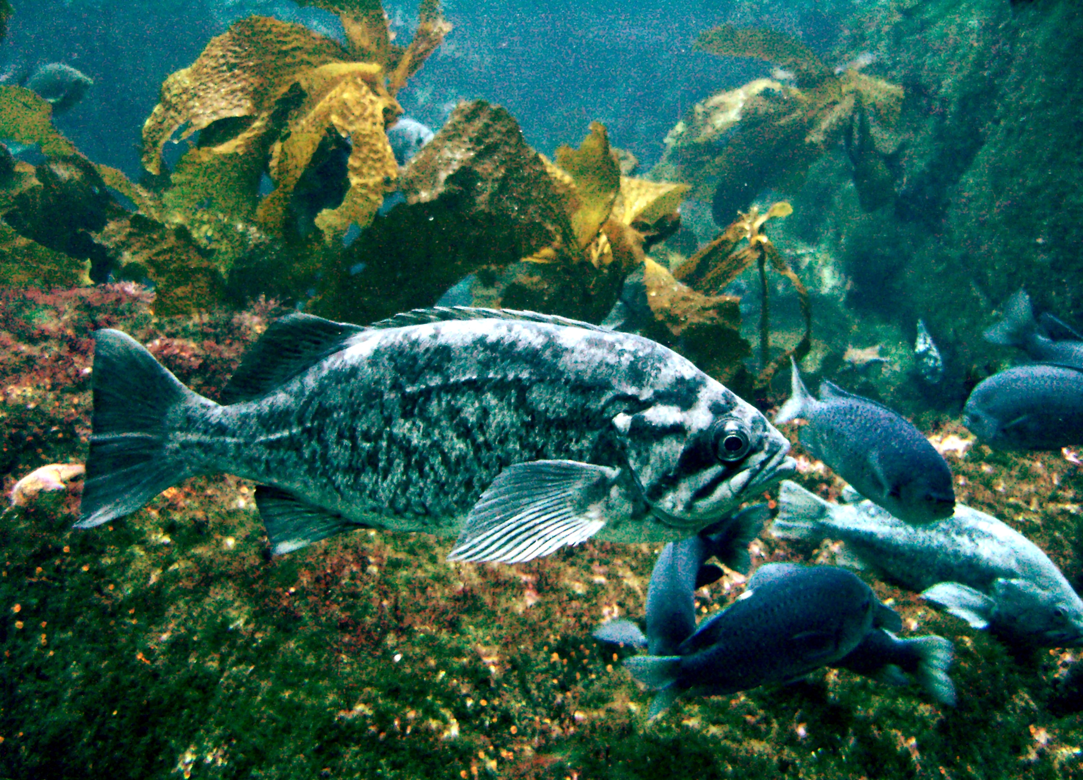 File:Rockfish Monterey Bay Aquarium.jpg - Wikipedia