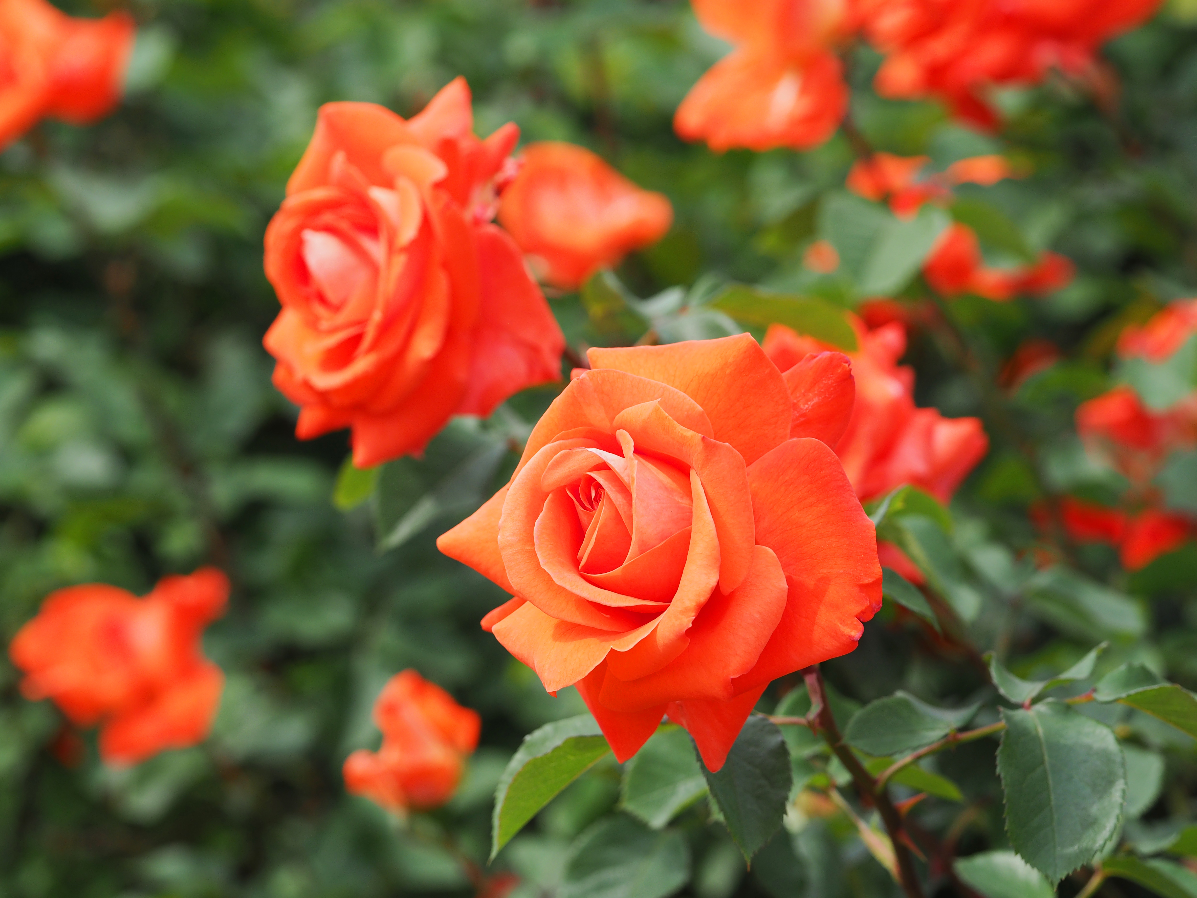 File Rose Laura バラ ローラ Jpg Wikimedia Commons