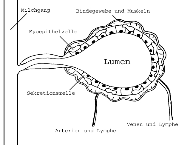 File:Schema Alveole.jpg