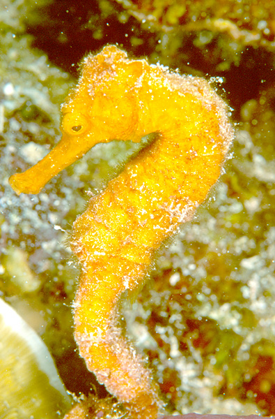 File:Seahorse, Turneffe Islands, Belize.jpg