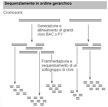 File:Sequenziamento.jpg