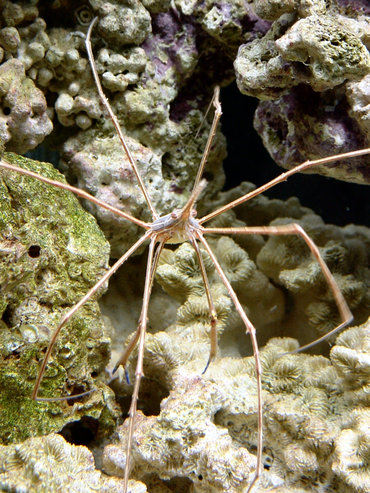Crabe flèche — Wikipédia