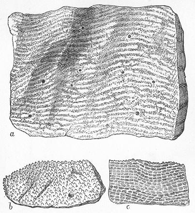 File:Stromatoporoids.jpg