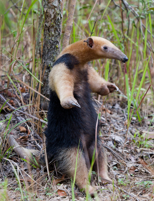 The average adult weight of a Southern tamandua is 4.73 kg (10.42 lbs)