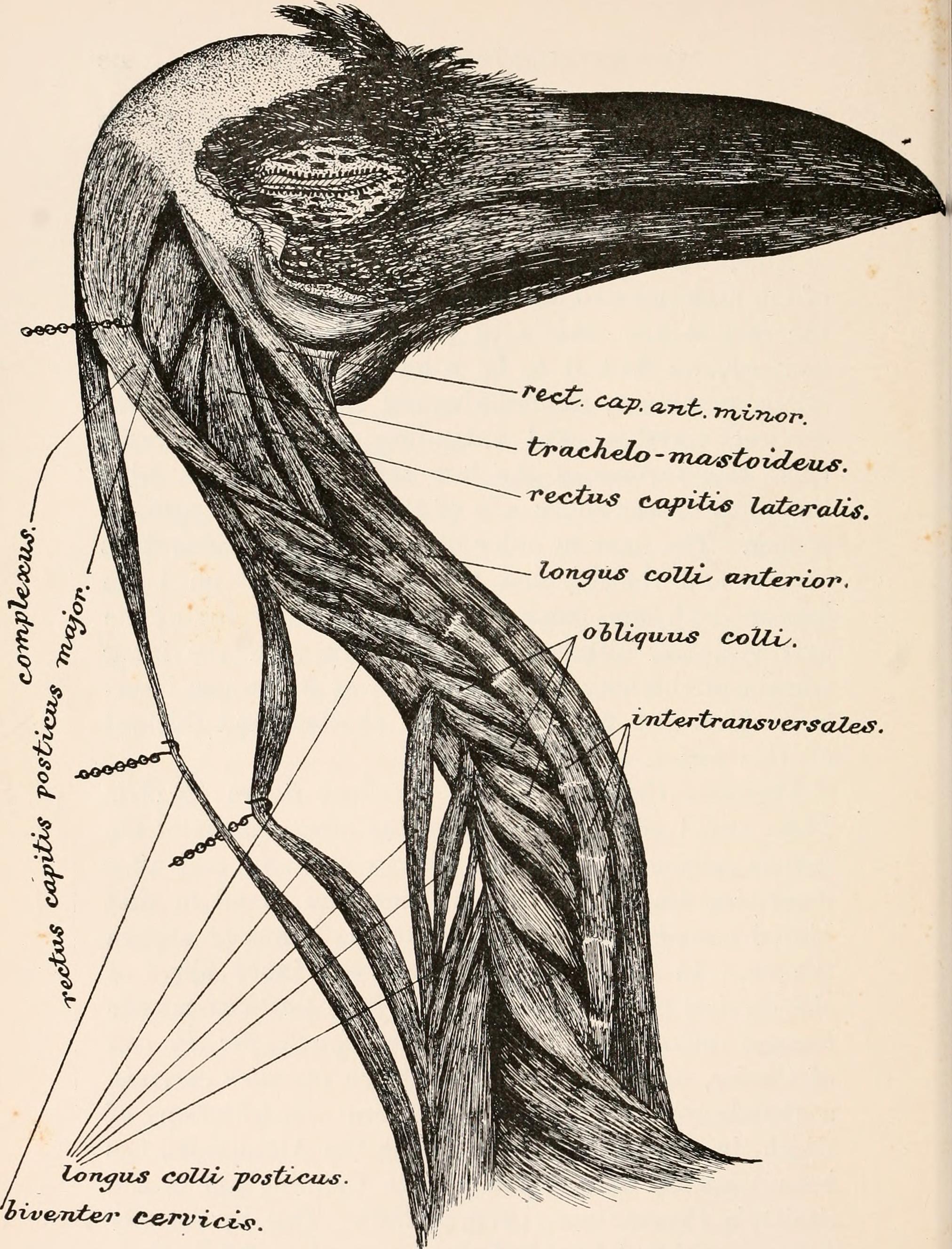 Анатомия ворона