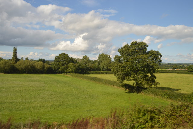 File:Tree in a hedge - geograph.org.uk - 5696538.jpg