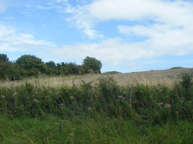 File:Upper End of Copse, Whitcombe - geograph.org.uk - 1445033.jpg