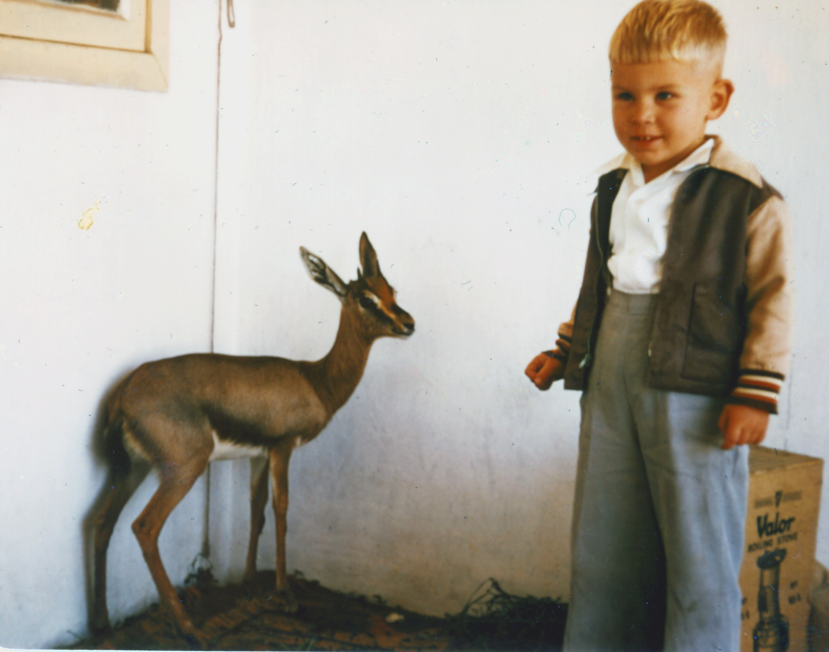 baby mouse deer