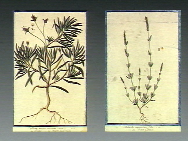 File:A species of the plant family Rubiaceae; Wellcome V0042735.jpg