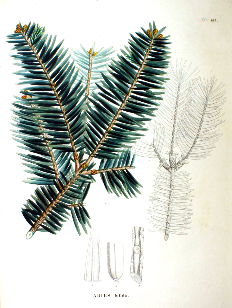 File:Abies firma SZ109.png - Wikimedia Commons