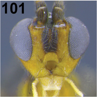 File:Aleiodes shakirae head.jpg