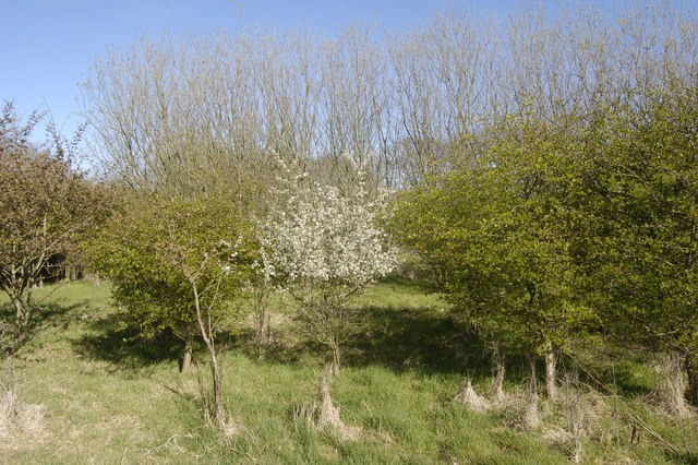 File:Ancient orchard - geograph.org.uk - 1251774.jpg