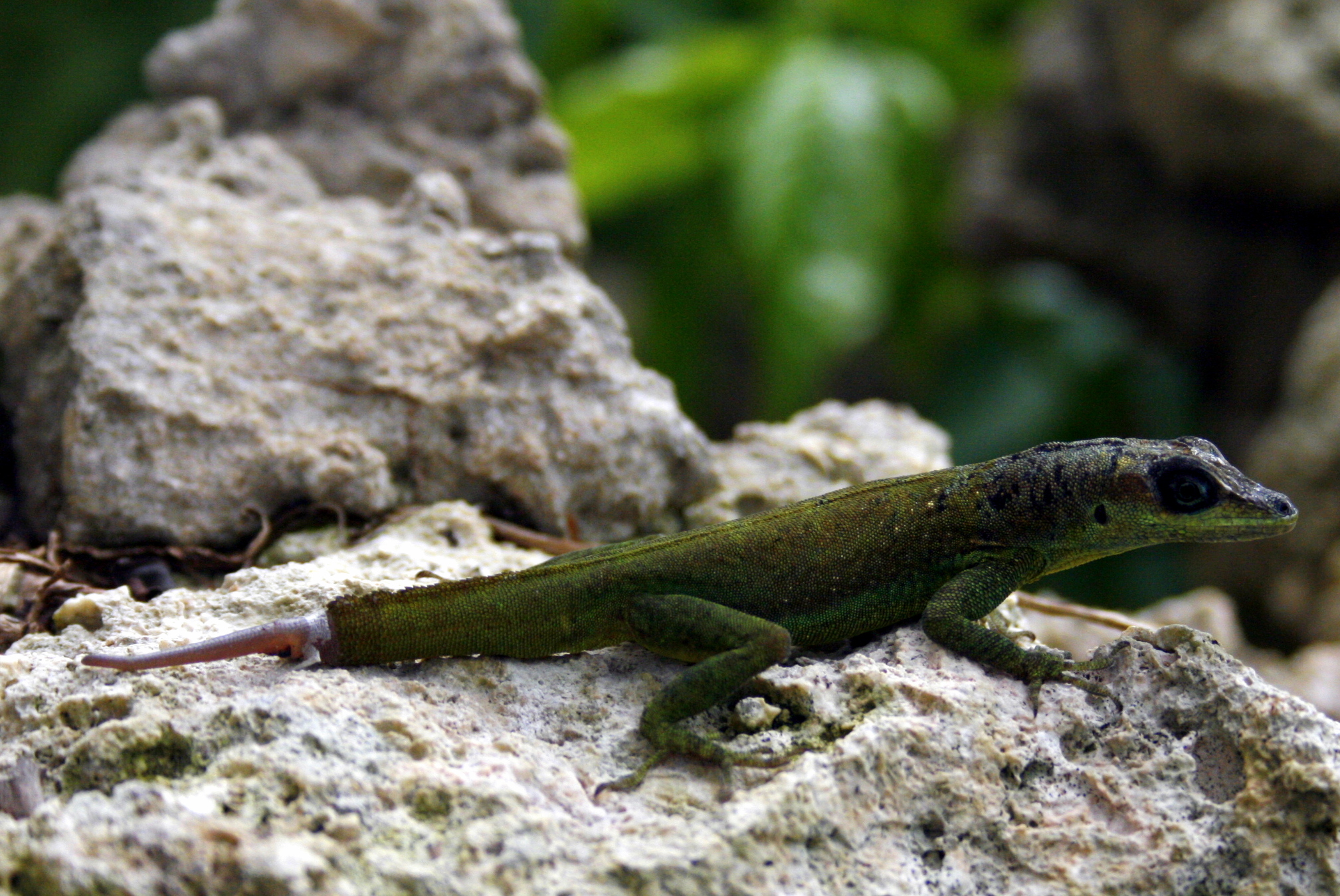 Anolis extremus with missing tail.jpg. 