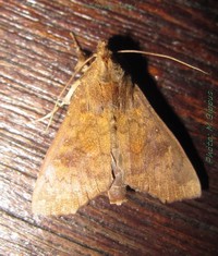 <i>Anomis campanalis</i> Species of moth