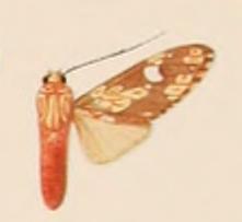 <i>Araeomolis</i> Genus of moths