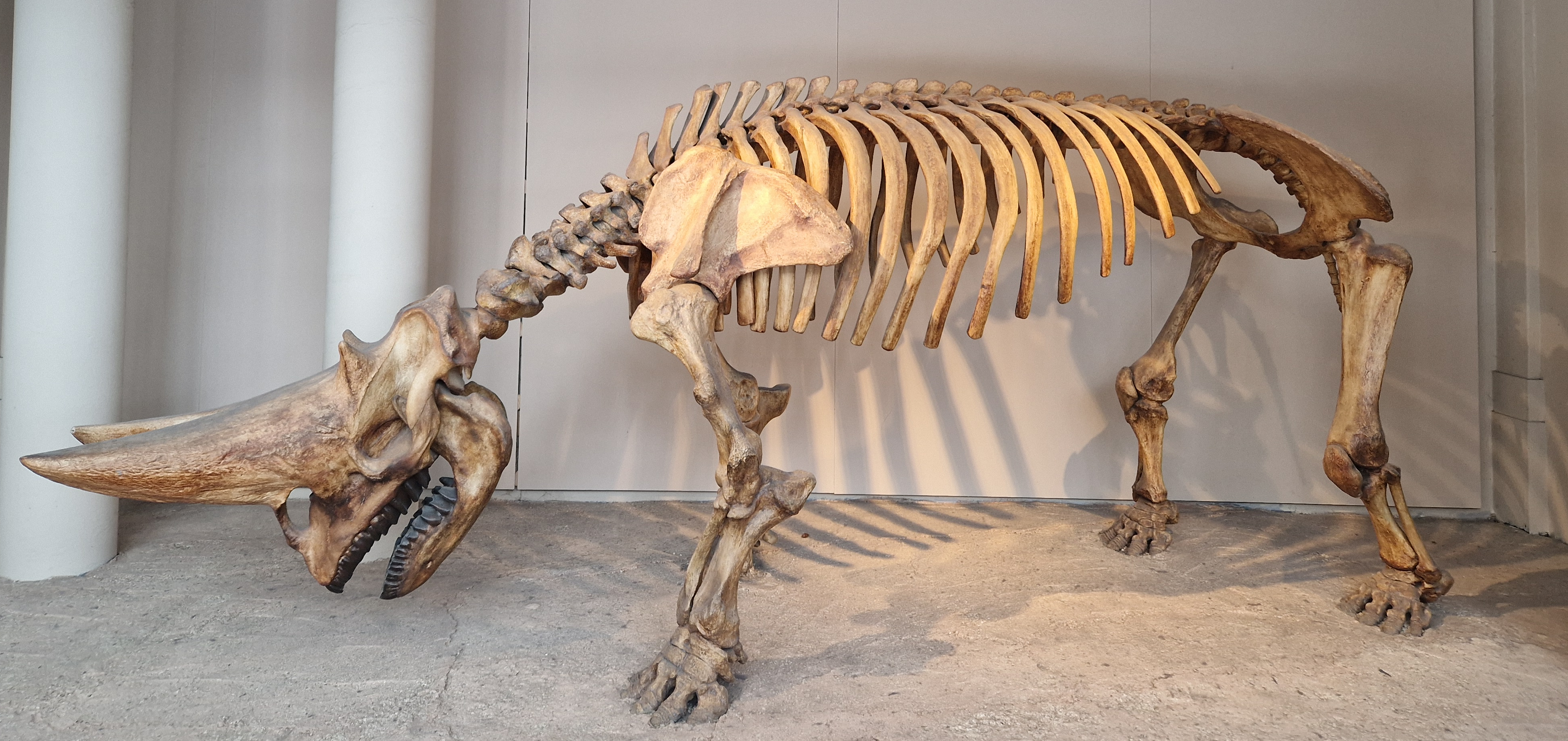 Deinotherium, Prehistoric Earth: A Natural History Wiki