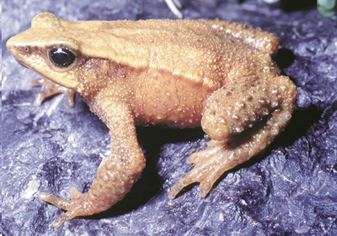 File:Atelopus mucubajiensis.jpg