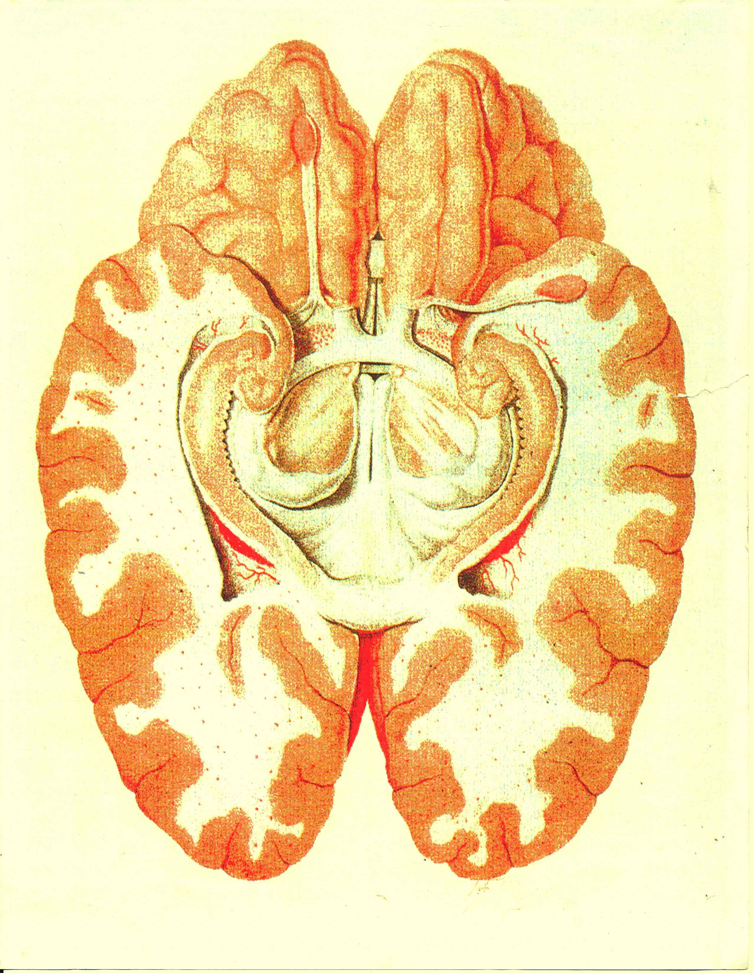 neo cortex and limbic system