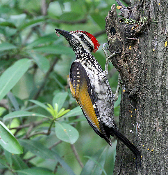 File:Black-rumped Flameback I IMG 7424.jpg