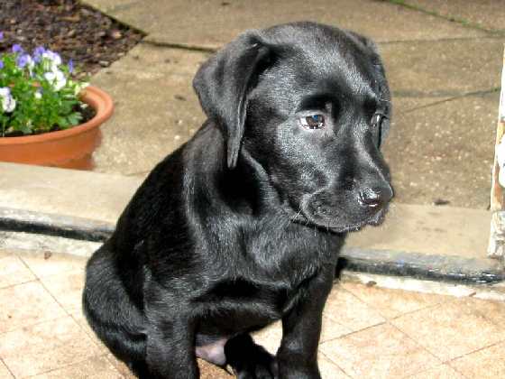 File:Black Labrador Puppy.jpg