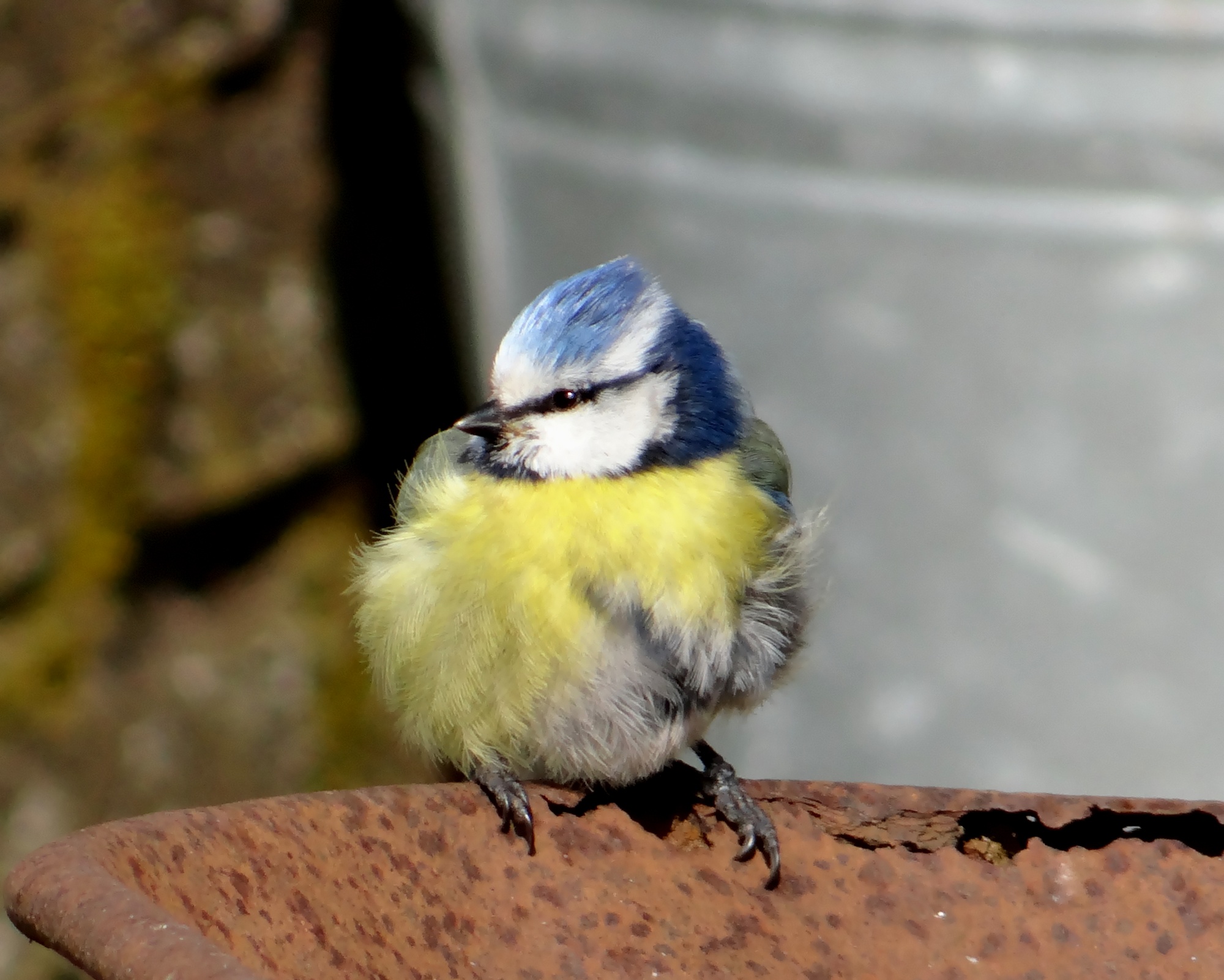 May birds