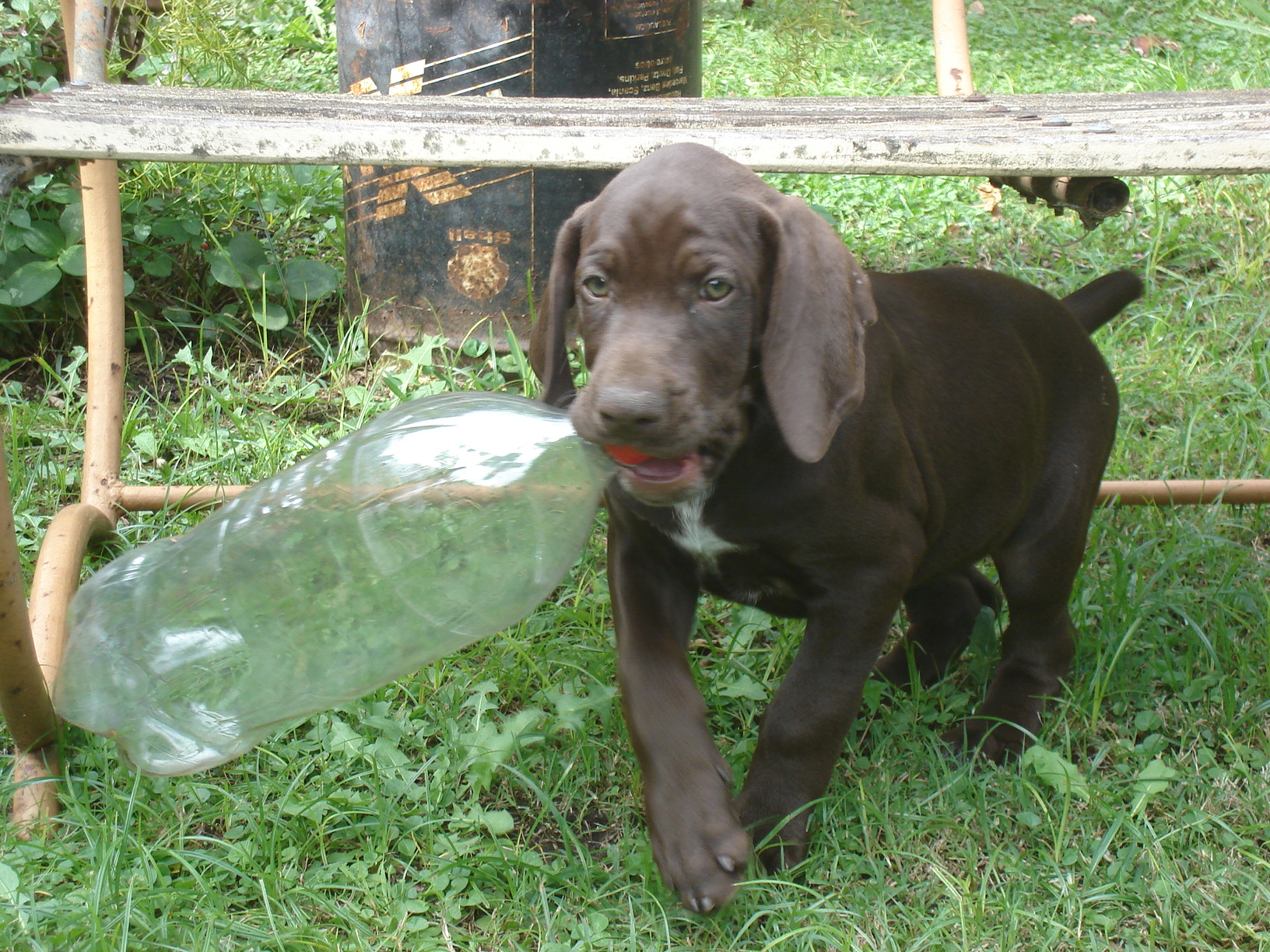 Braco aleman cachorros