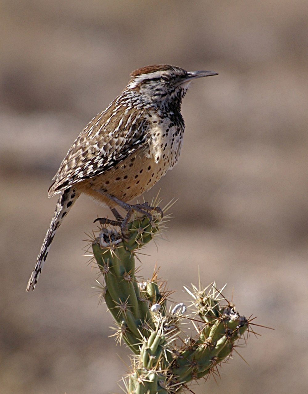 Cactus wren Wikipedia