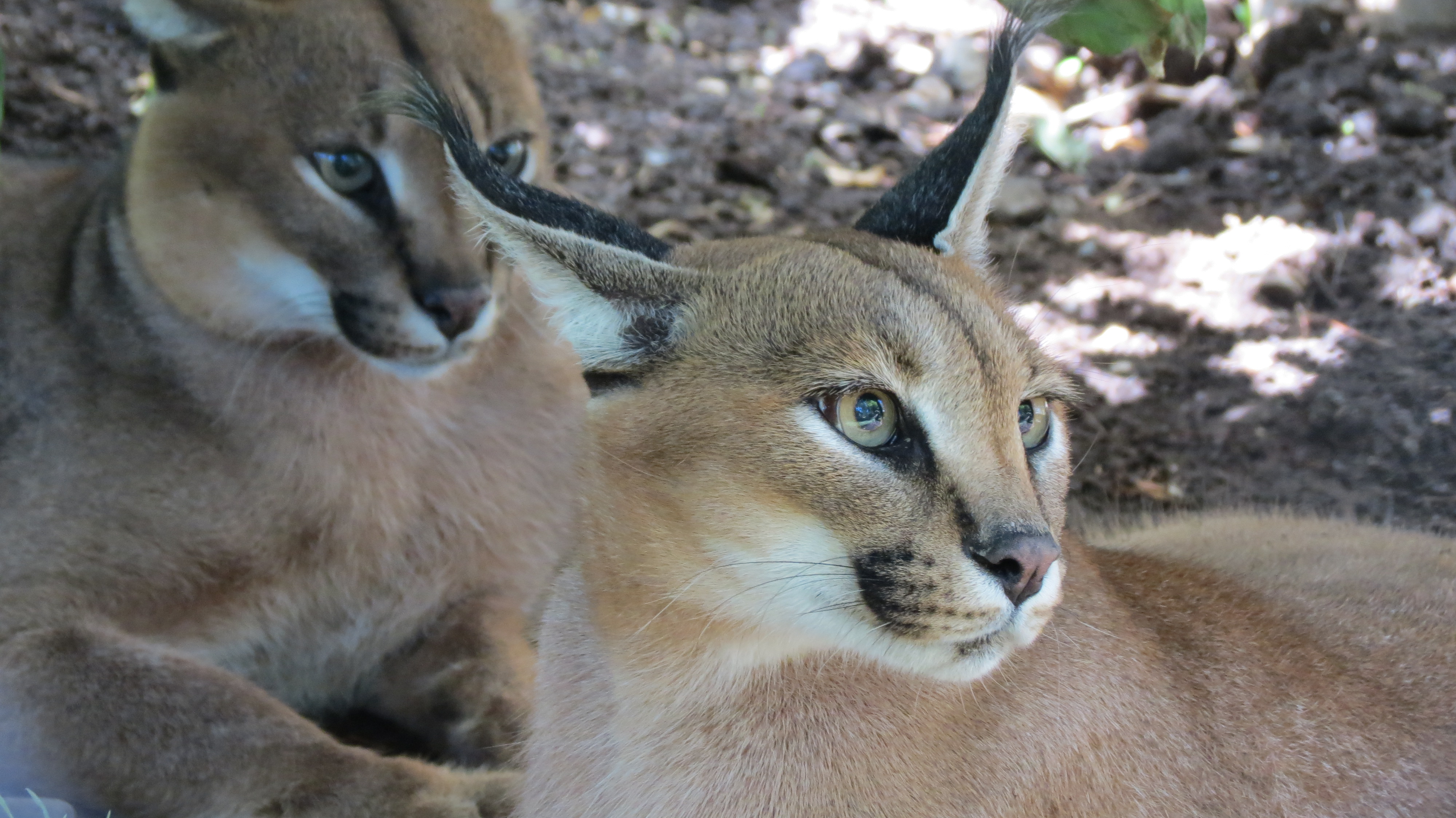 Caracal - Wikipedia