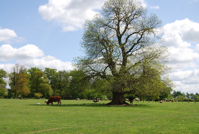 File:Cattle, Denne Park - geograph.org.uk - 1291952.jpg