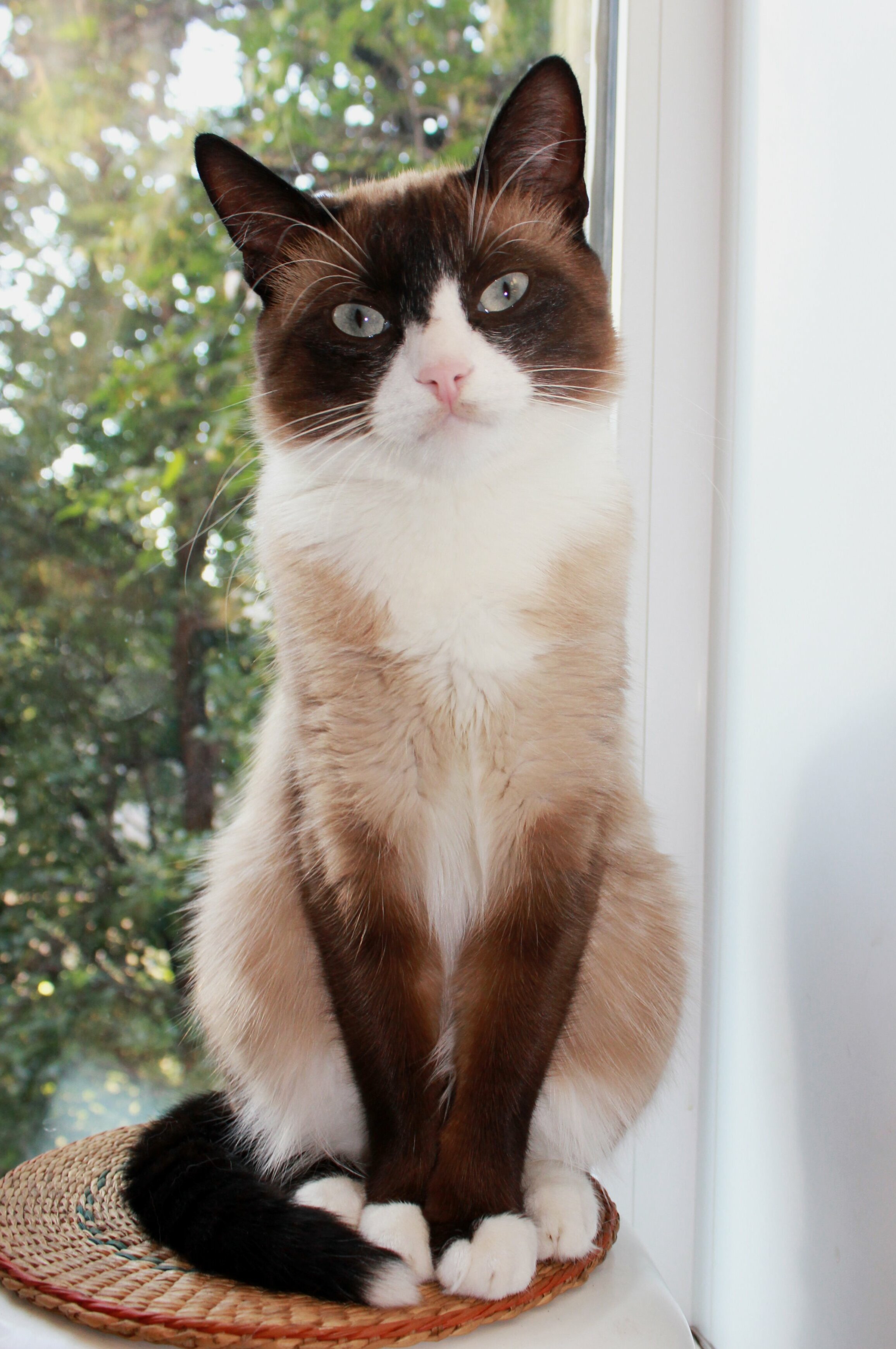 Snowshoe sales siamese kittens