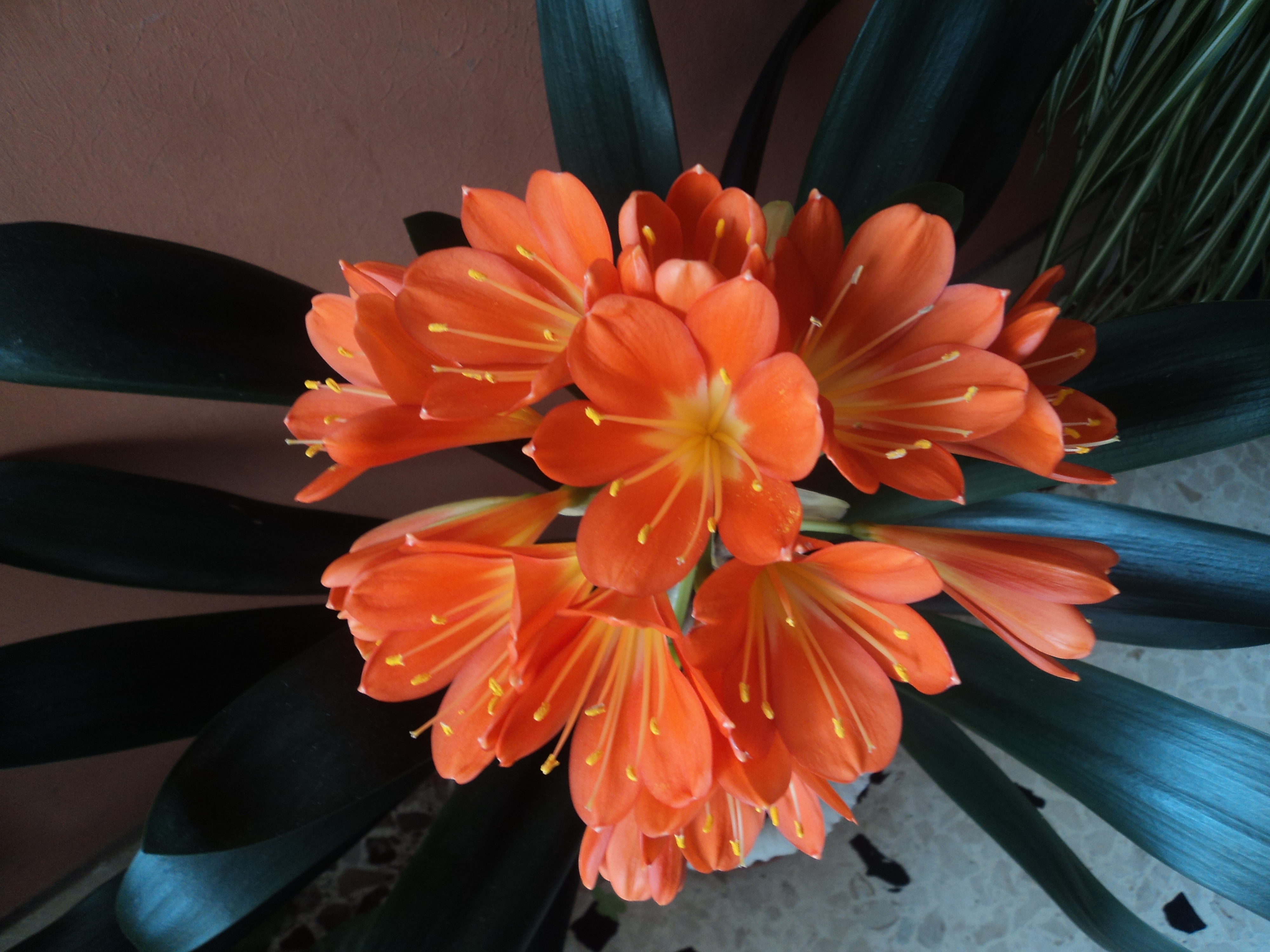 Кливия Clivia miniata (60см)