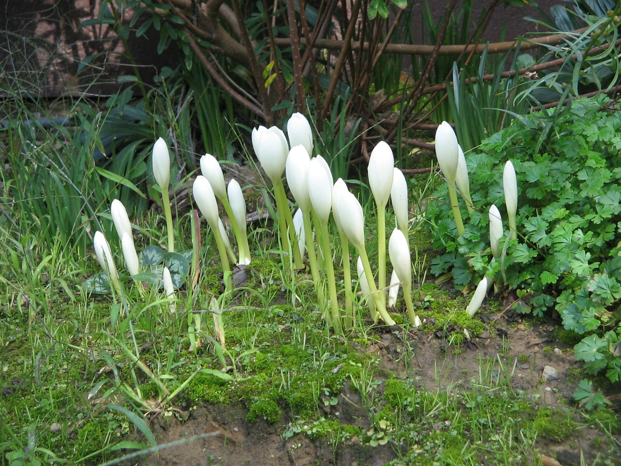 Colchicum_speciosum_Album_opening.jpg