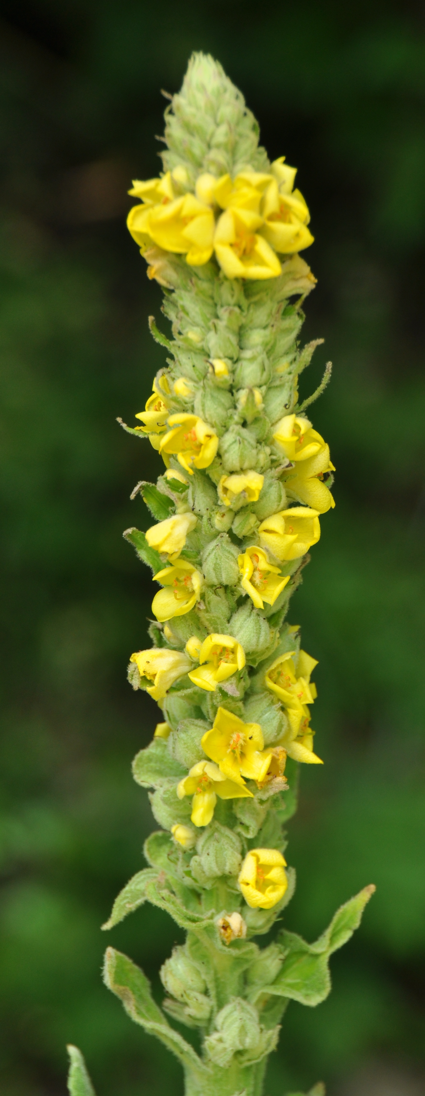 Коровяк Verbascum Honey Dijon