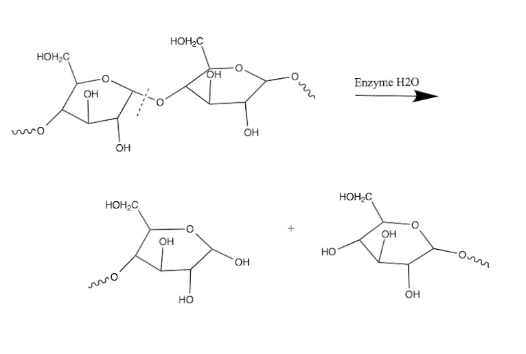 starch structure diagram