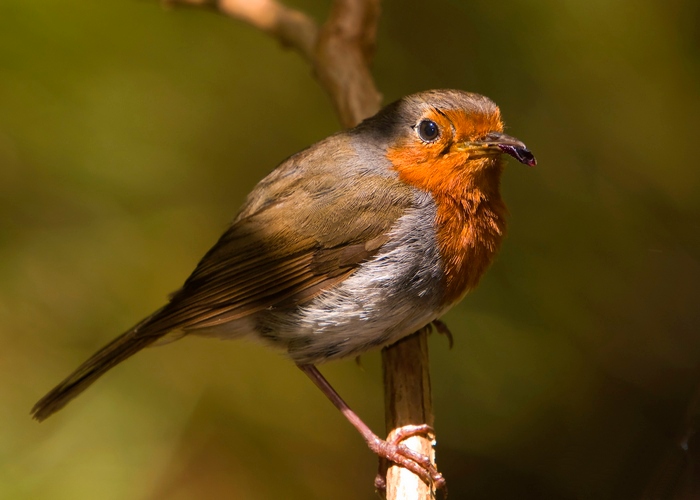 File:Erithacus rubecula -Canary Islands, Spain-8 (2).jpg