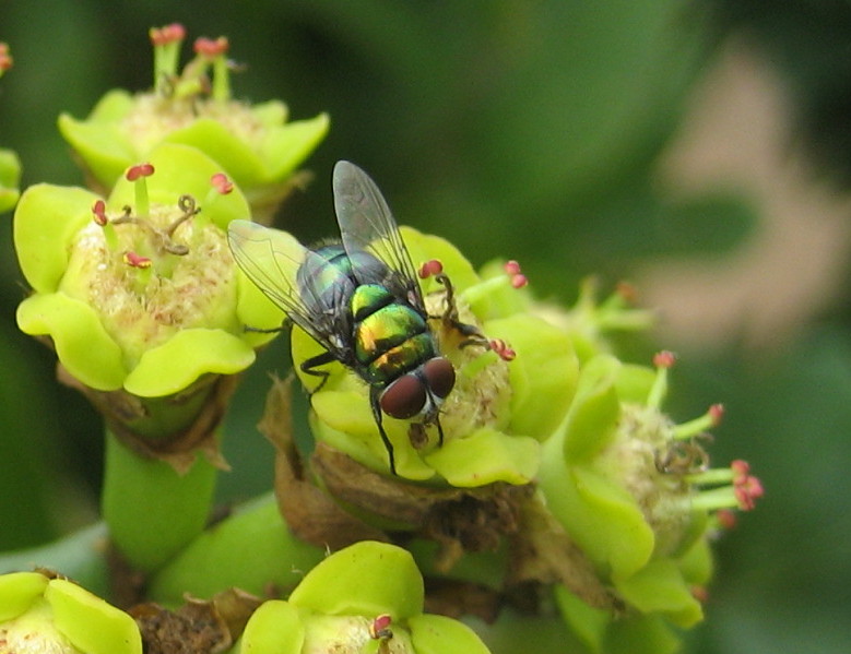 File:Fly on Euphorbia ingens (4442099183).jpg