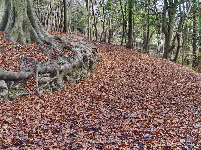 Footpath in Arnside Knott Woods - geograph.org.uk - 1579259