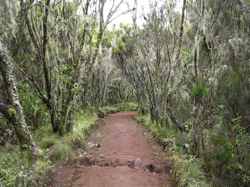 File:Forest in Marangu route in Kilimanjaro area 001.JPG