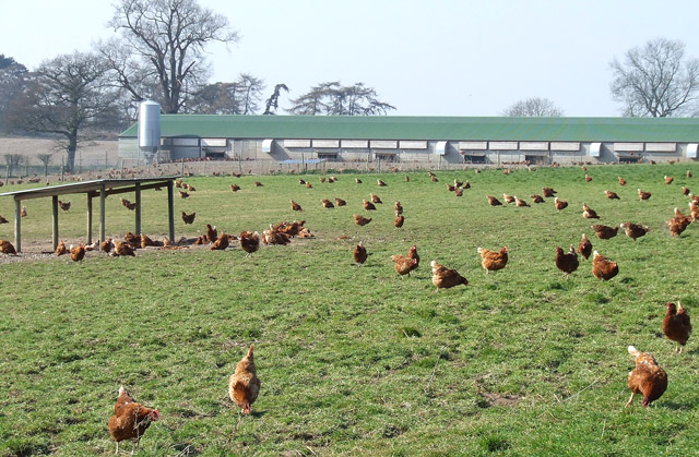 File:Free Range Poultry and Shed, near Seisdon, Staffordshire - geograph.org.uk - 378102.jpg