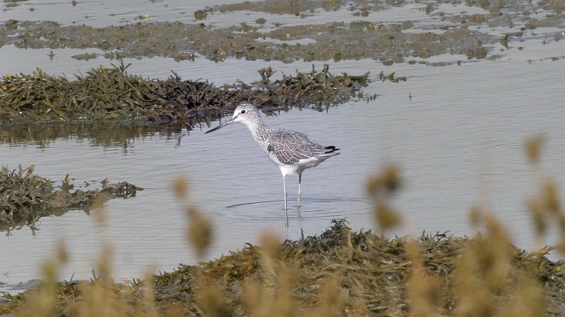 File:Greenshank (Tringa nebularia) (10).jpg